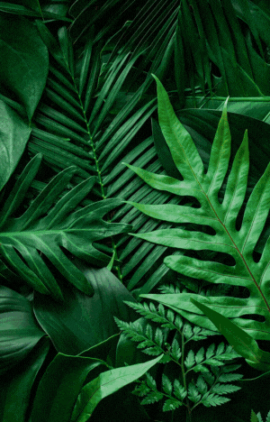 Osa Peninsula Real Estate Guide